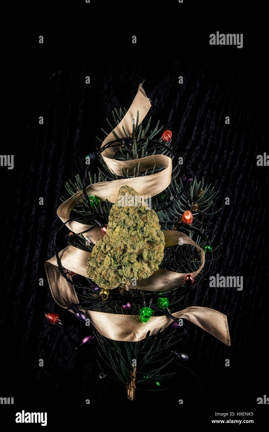 Cannabis dry bud over pine tree branch with christmas lights and ribbon