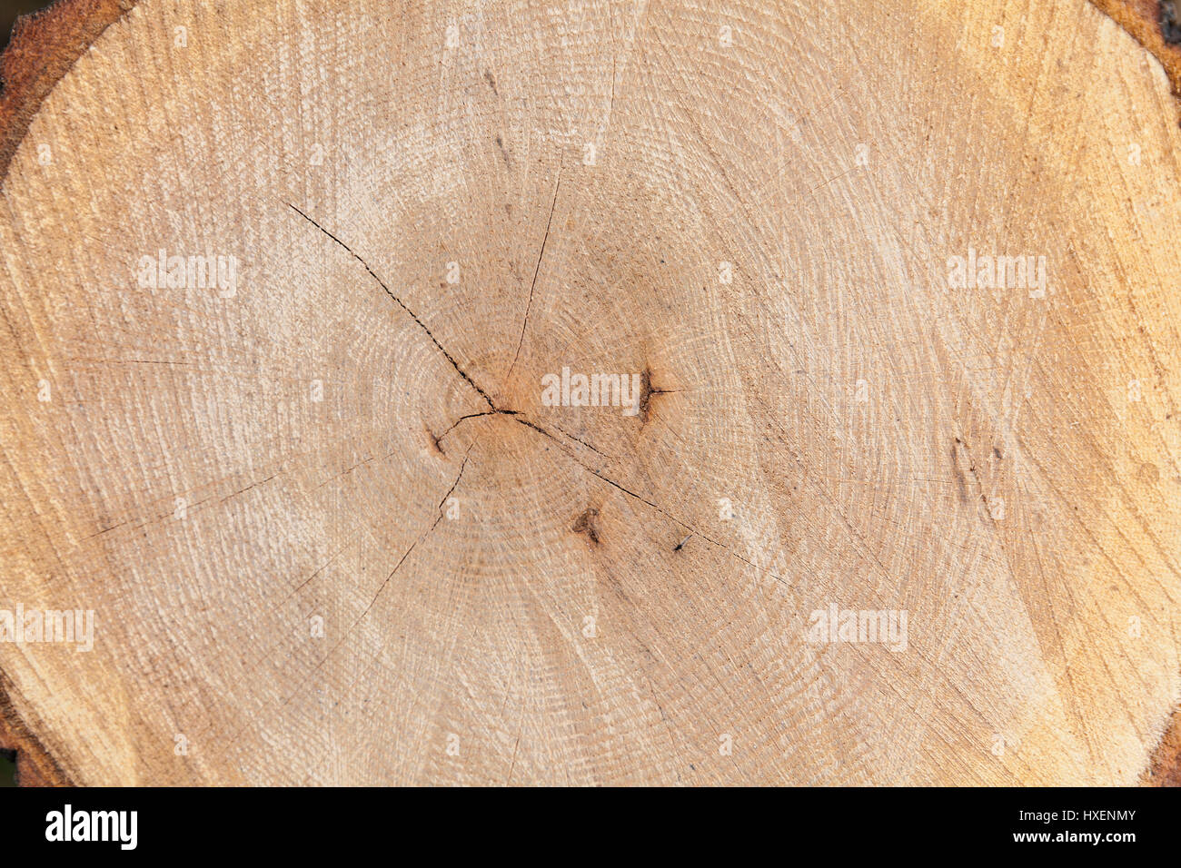 wood cut and piled in a heap Stock Photo