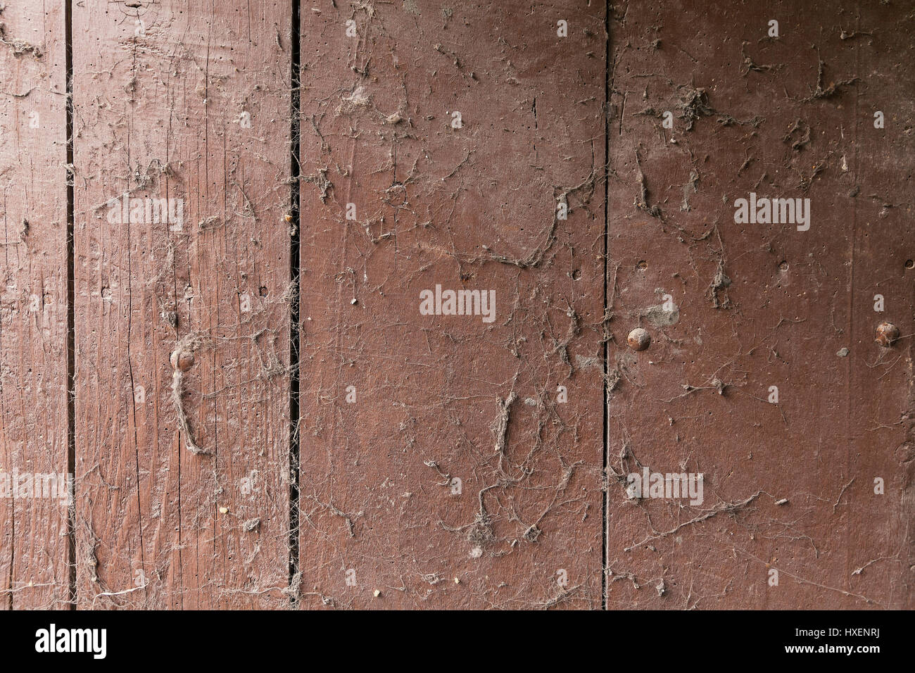 wooden background texture with spideres web Stock Photo