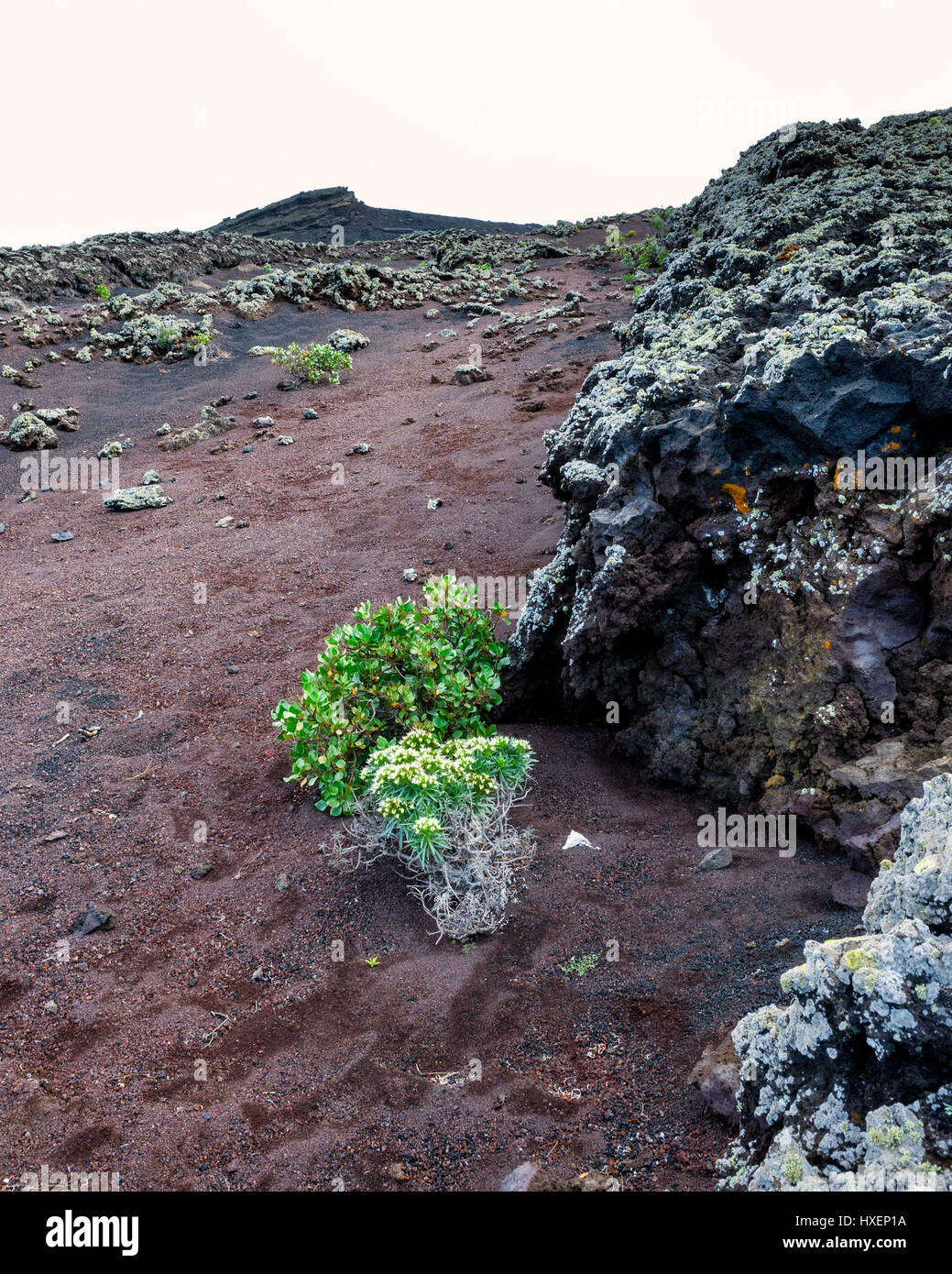 Volcan de San Antonio located in the Cumbre Vieja region in Fuencaliente, La Palma.  A rugged landscape shows the formation of the lava.  Vocano San Antonio is visible on the horizon in the distance.  Only a little vegetation grows amonst the scattered clumps of lava rock. Stock Photo