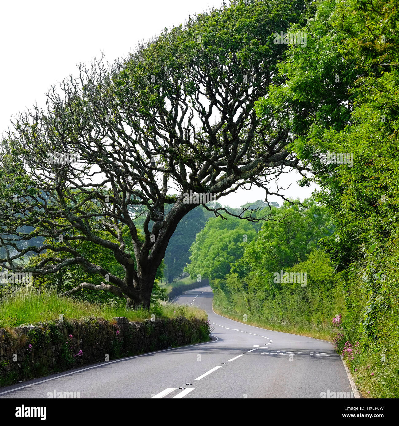 Impressive overhanging tree on the road from Nicholaston to Rhossili on the Gower Peninsula in South Wales, UK Stock Photo