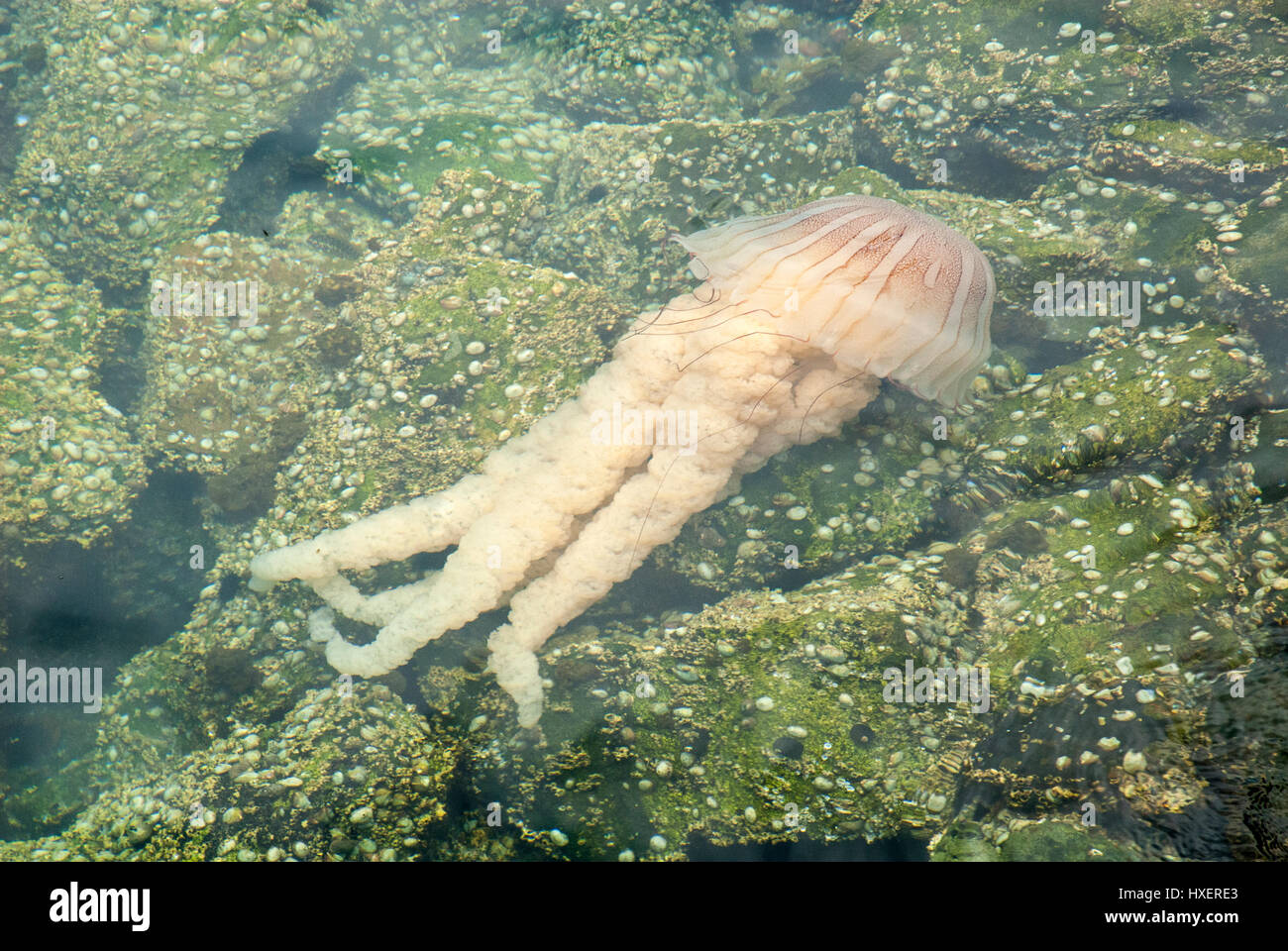 Jellyfish in a deep blue ocean Stock Photo - Alamy