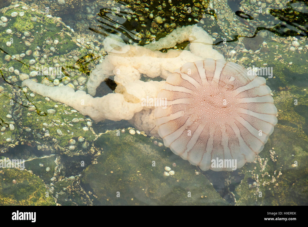 Jellyfish in a deep blue ocean Stock Photo - Alamy