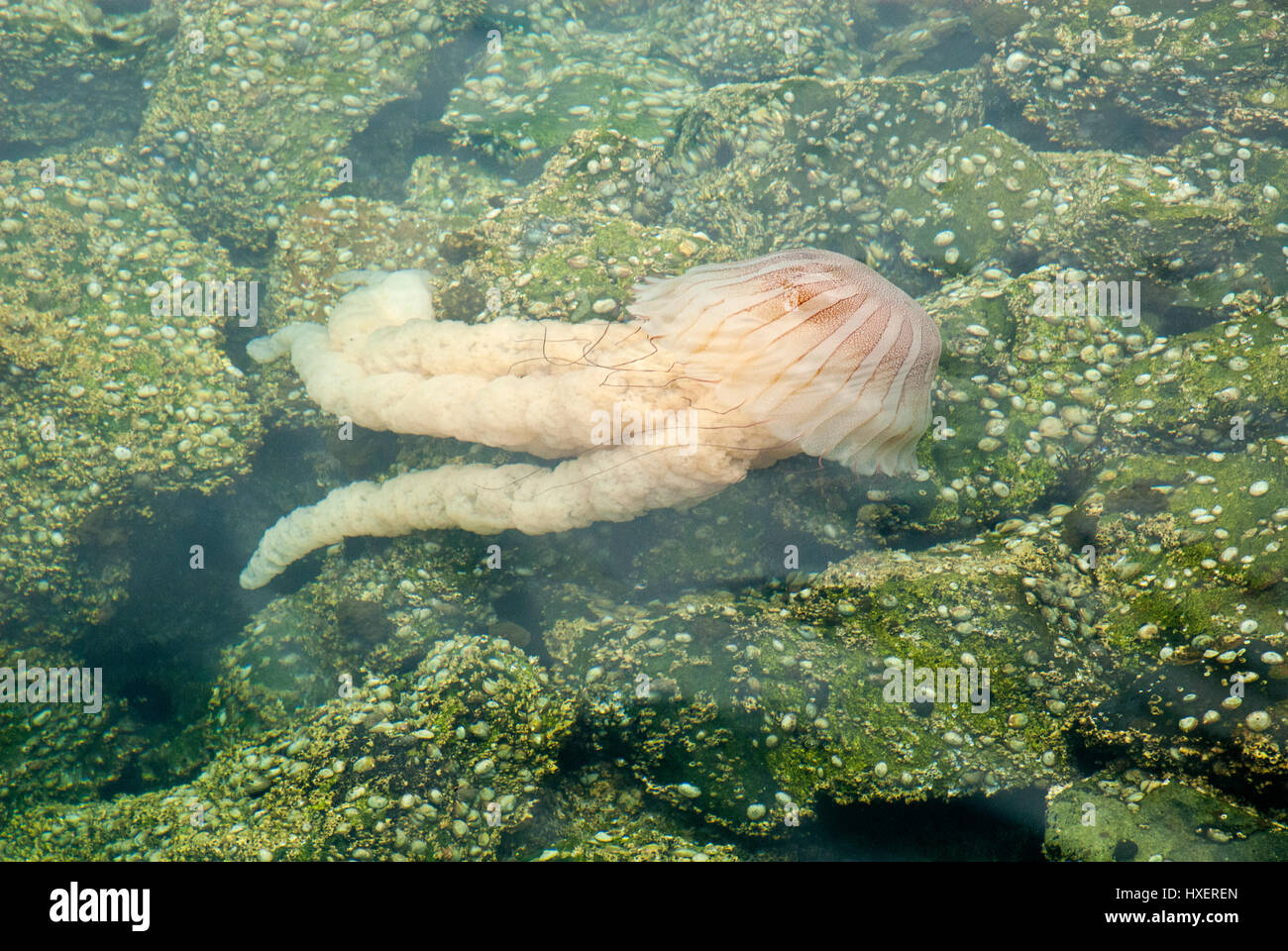 Jellyfish in a deep blue ocean Stock Photo - Alamy