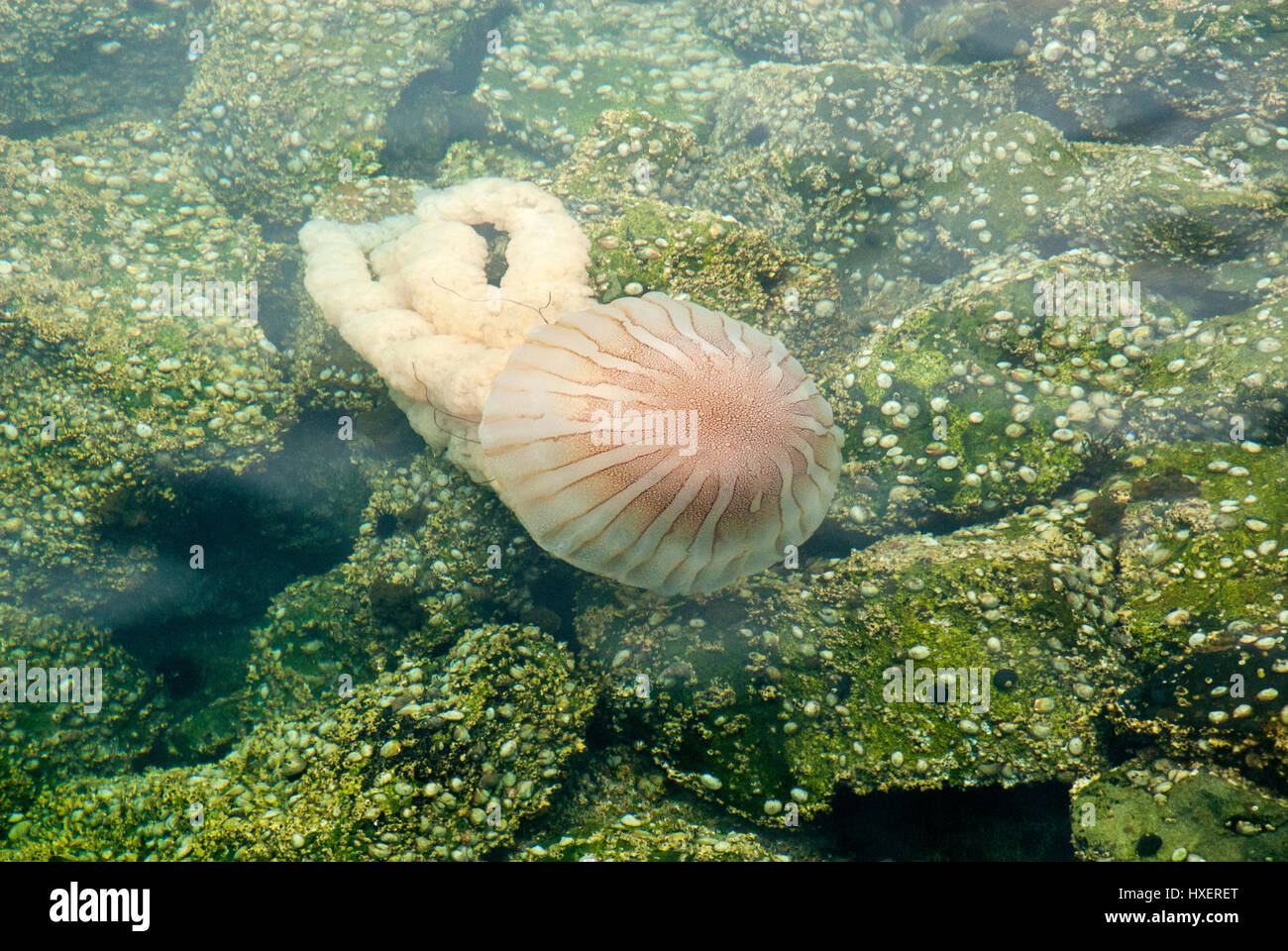 Jellyfish in a deep blue ocean Stock Photo - Alamy