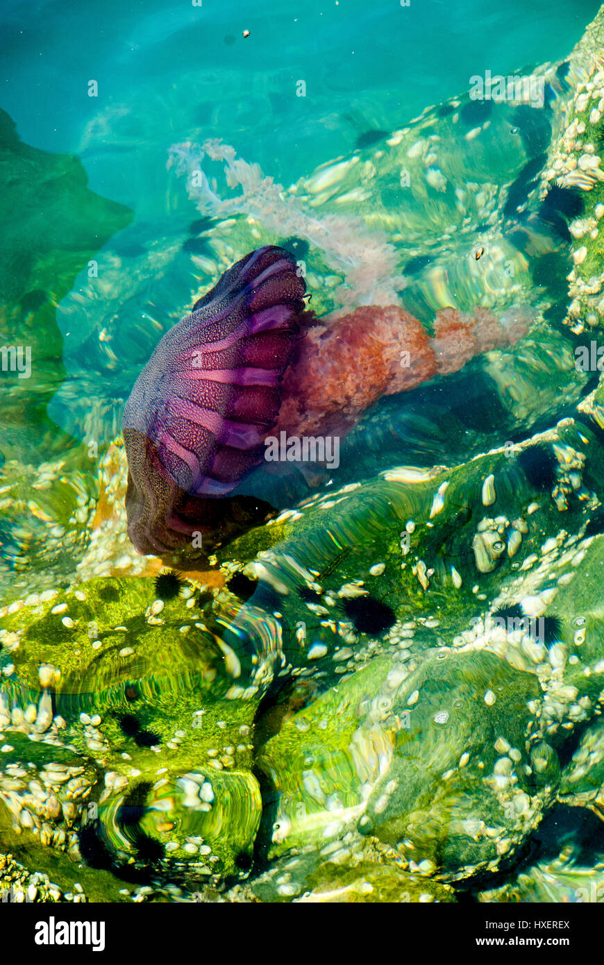 Jellyfish in a deep blue ocean Stock Photo