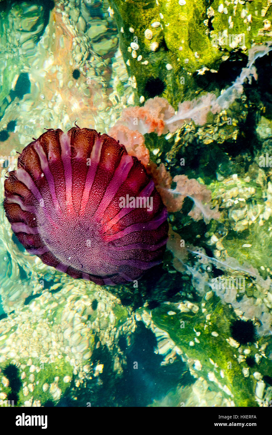 Jellyfish in a deep blue ocean Stock Photo - Alamy