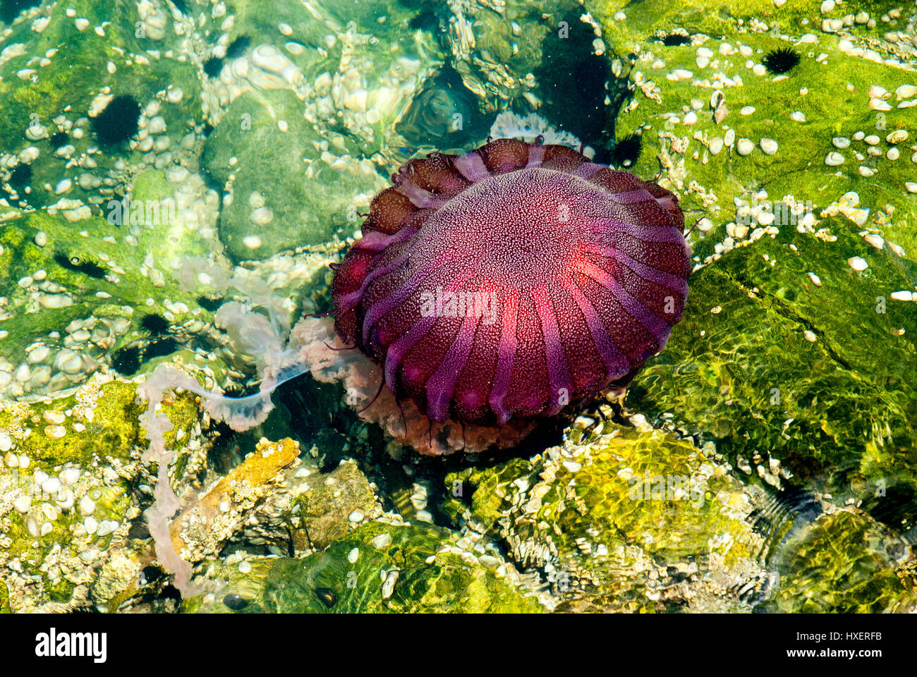 Jellyfish in a deep blue ocean Stock Photo - Alamy