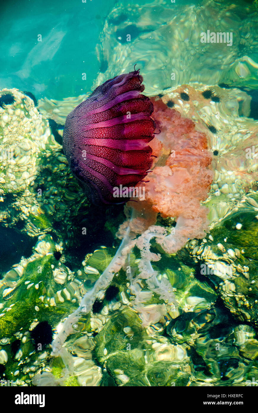 Jellyfish in a deep blue ocean Stock Photo - Alamy