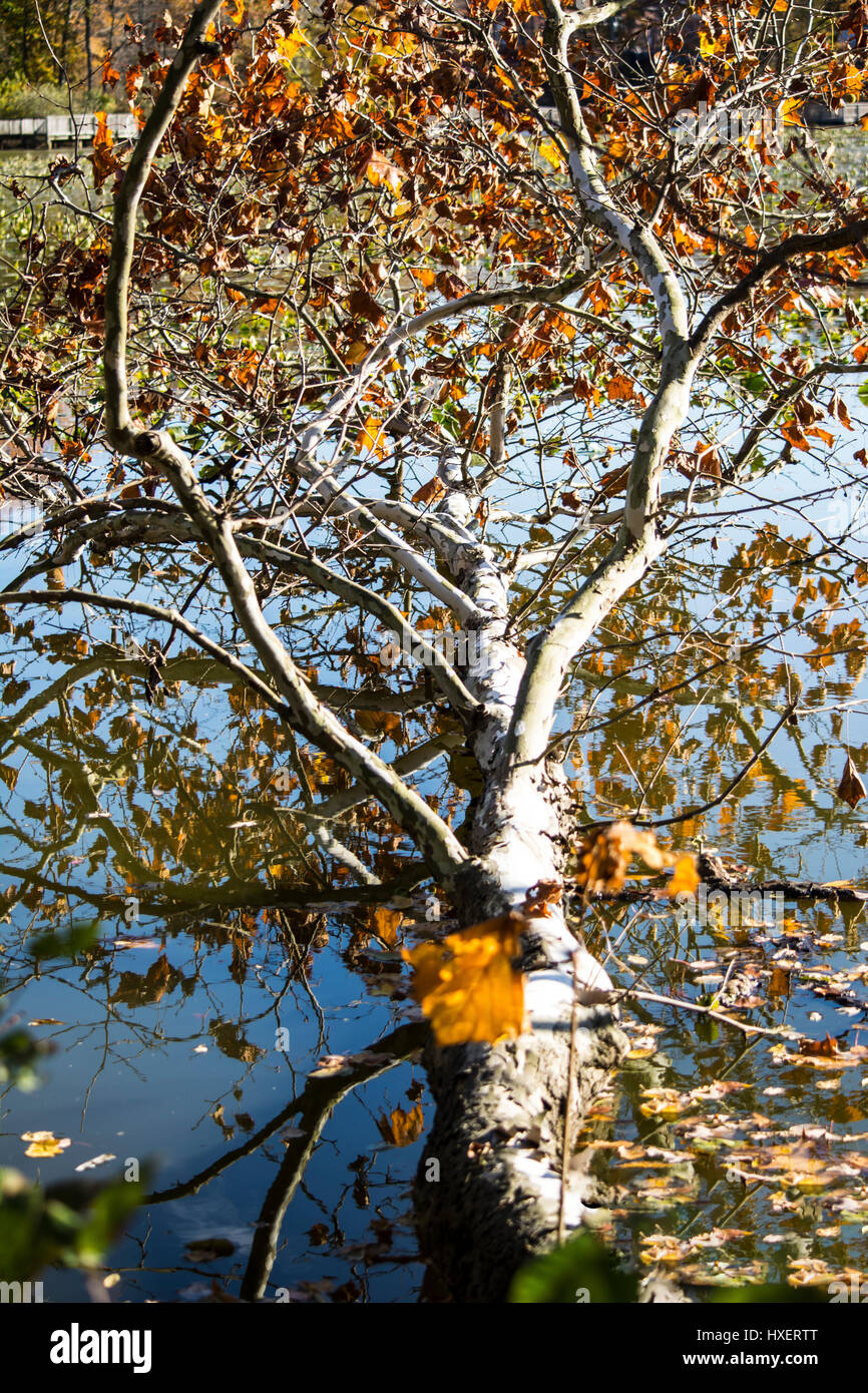 Fallen Tree in water Stock Photo - Alamy