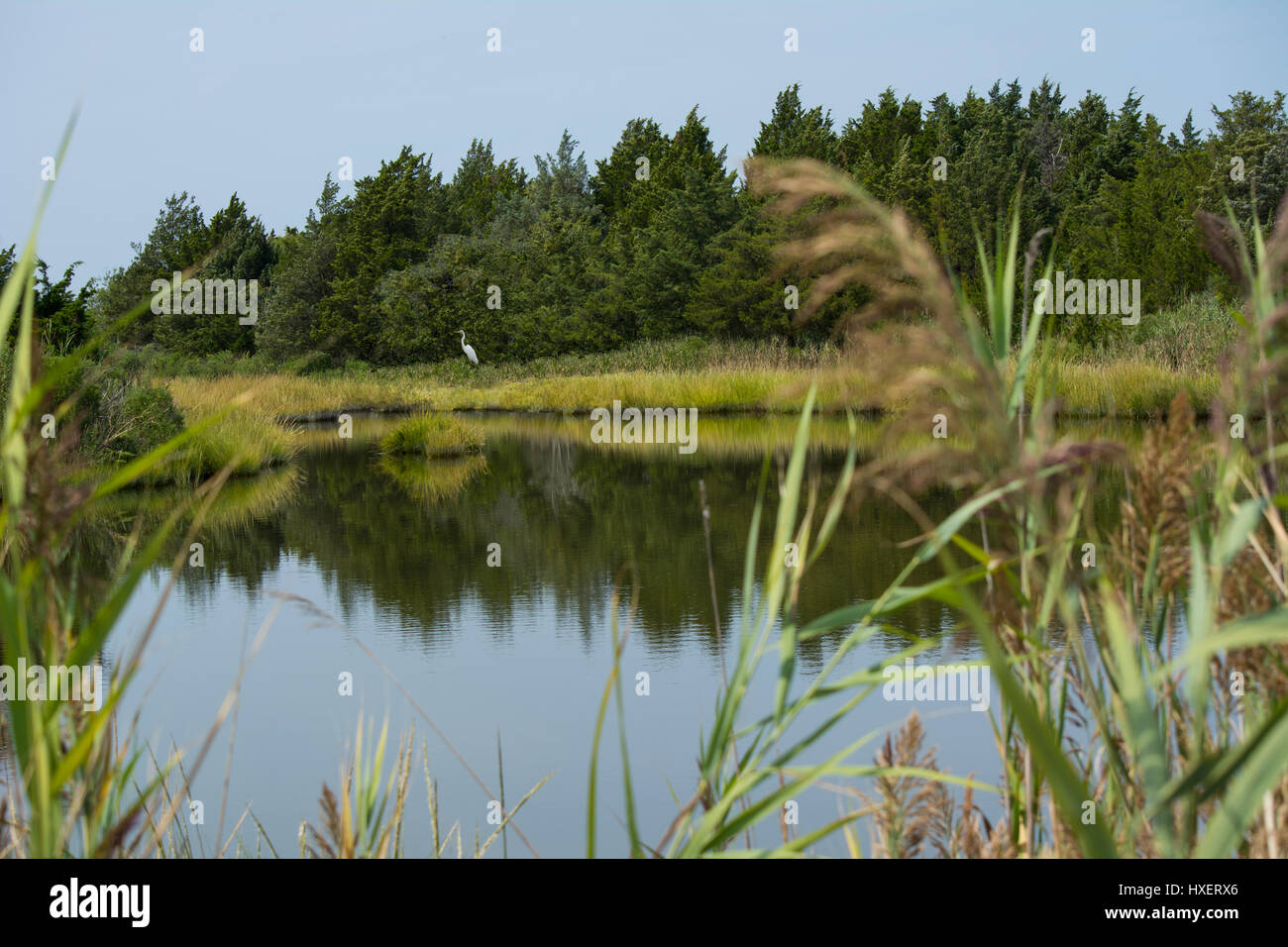 Salt pond Jersey Shore Stock Photo Alamy