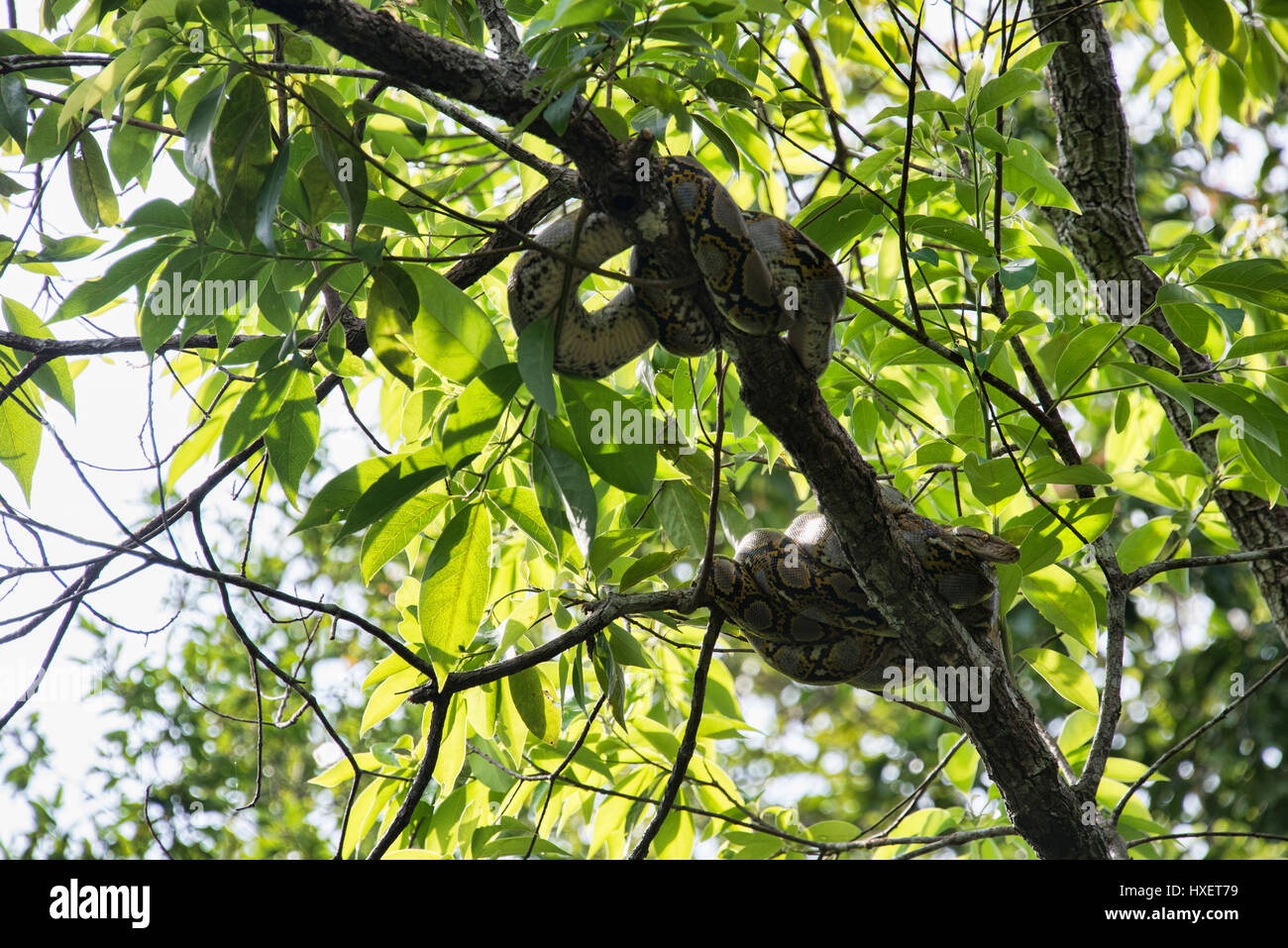 Burmese Pythons in the jungle, Ko Tarutao Island, Thailand Stock Photo