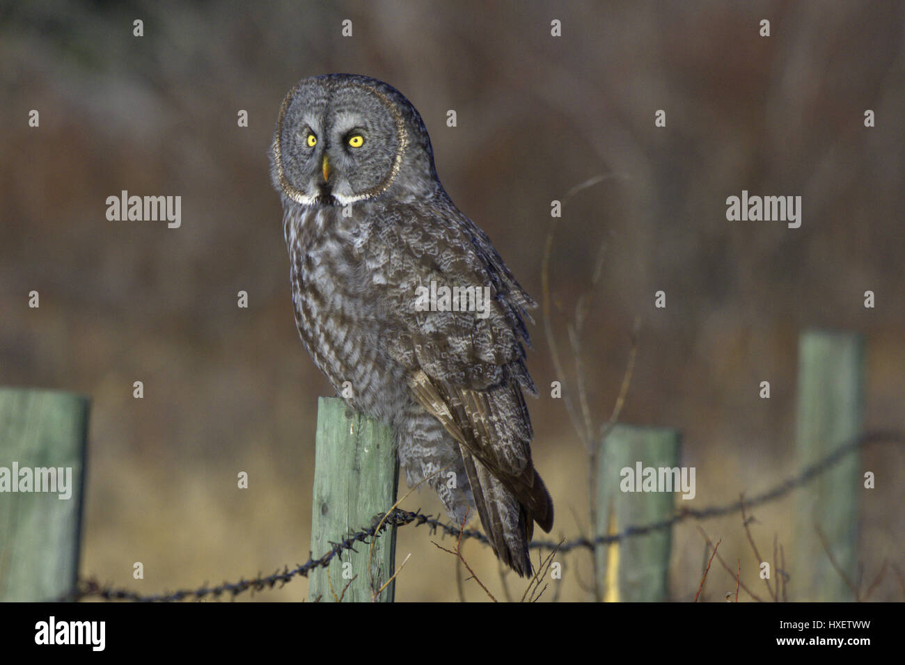 Great grey Owl staring Stock Photo