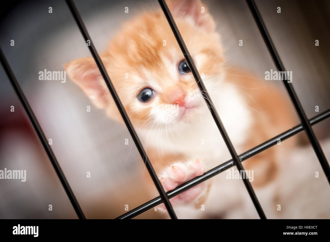 sad face of a tiny kitten behind the bars of cage - shallow d.o.f Stock Photo