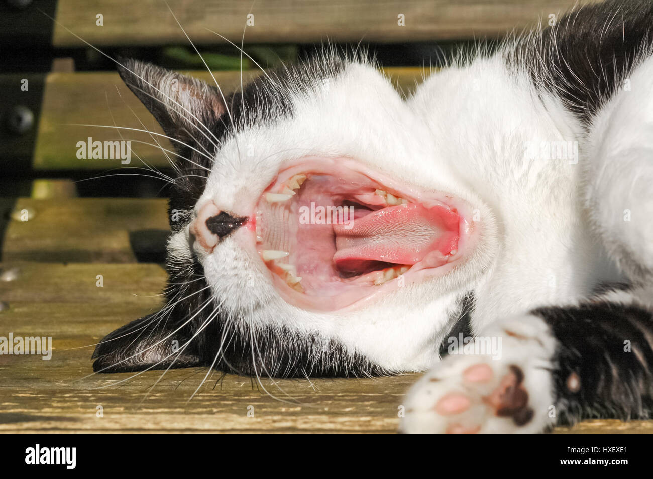 closeup of a mouth, teeth and tongue of a domestic cat Stock Photo Alamy