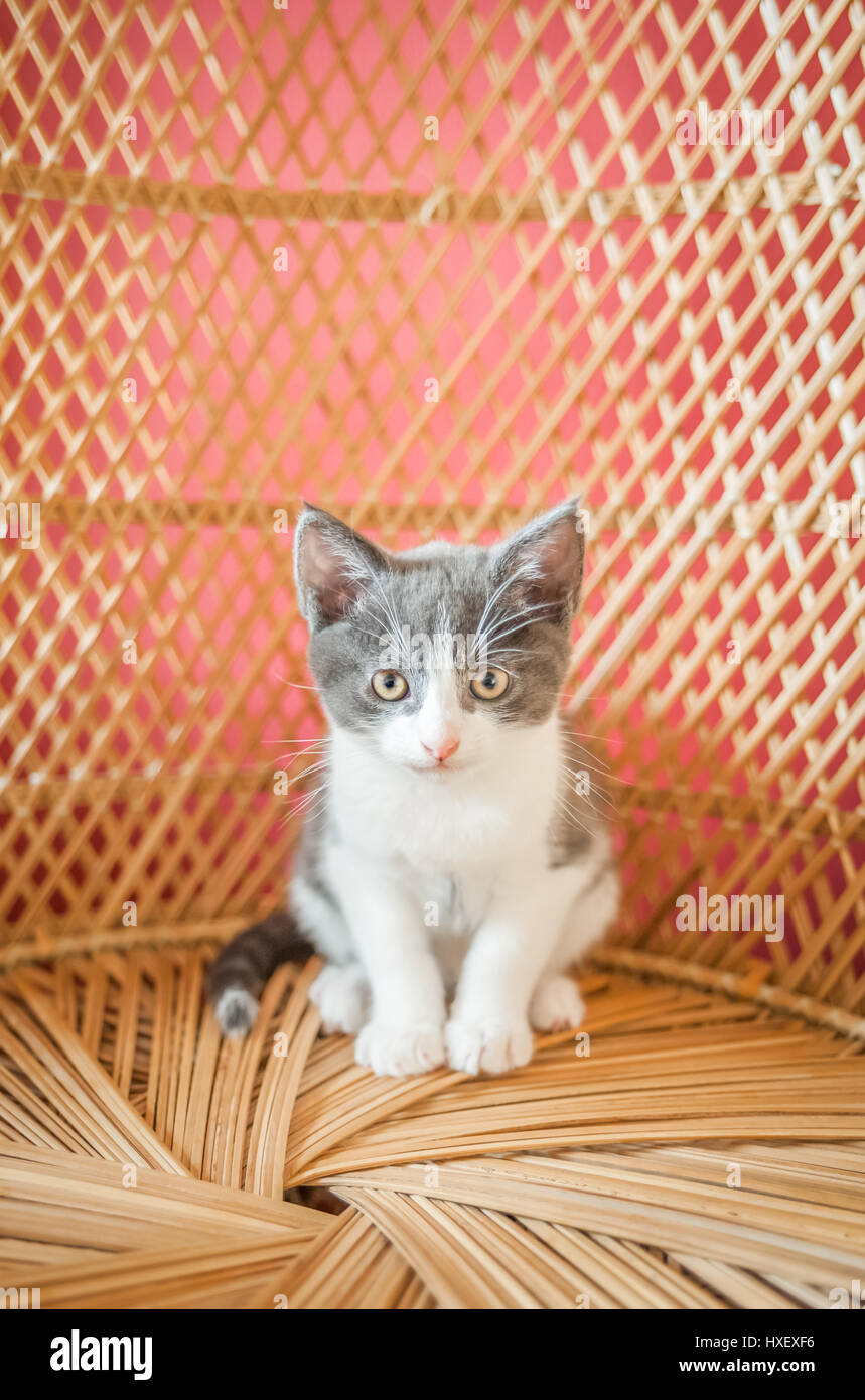 very cute kitten on a wicker chair Stock Photo
