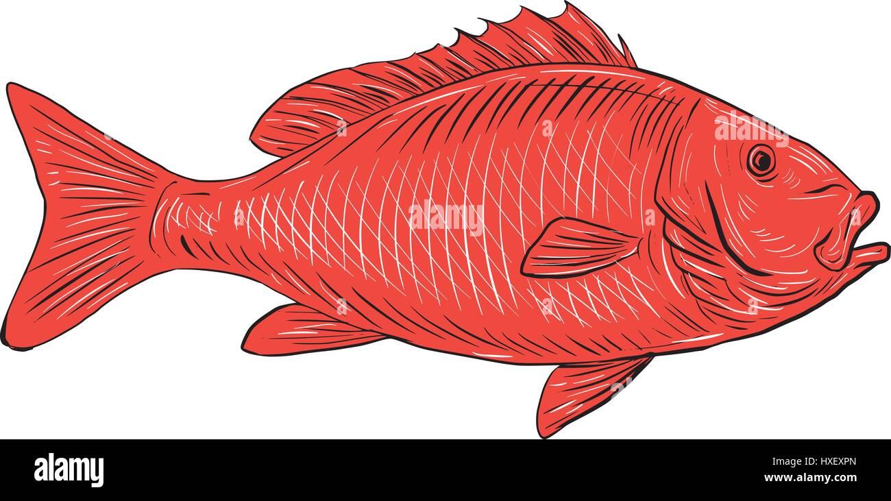 Drawing sketch style illustration of an Australasian snapper, silver seabream, Pagrus auratus, a species of porgie found in coastal waters of Australi Stock Vector