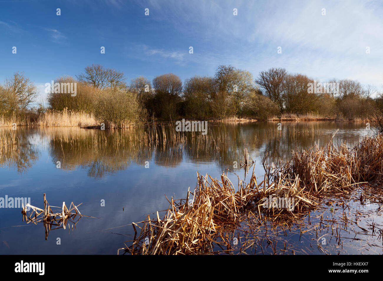 Calm water pond hi-res stock photography and images - Alamy