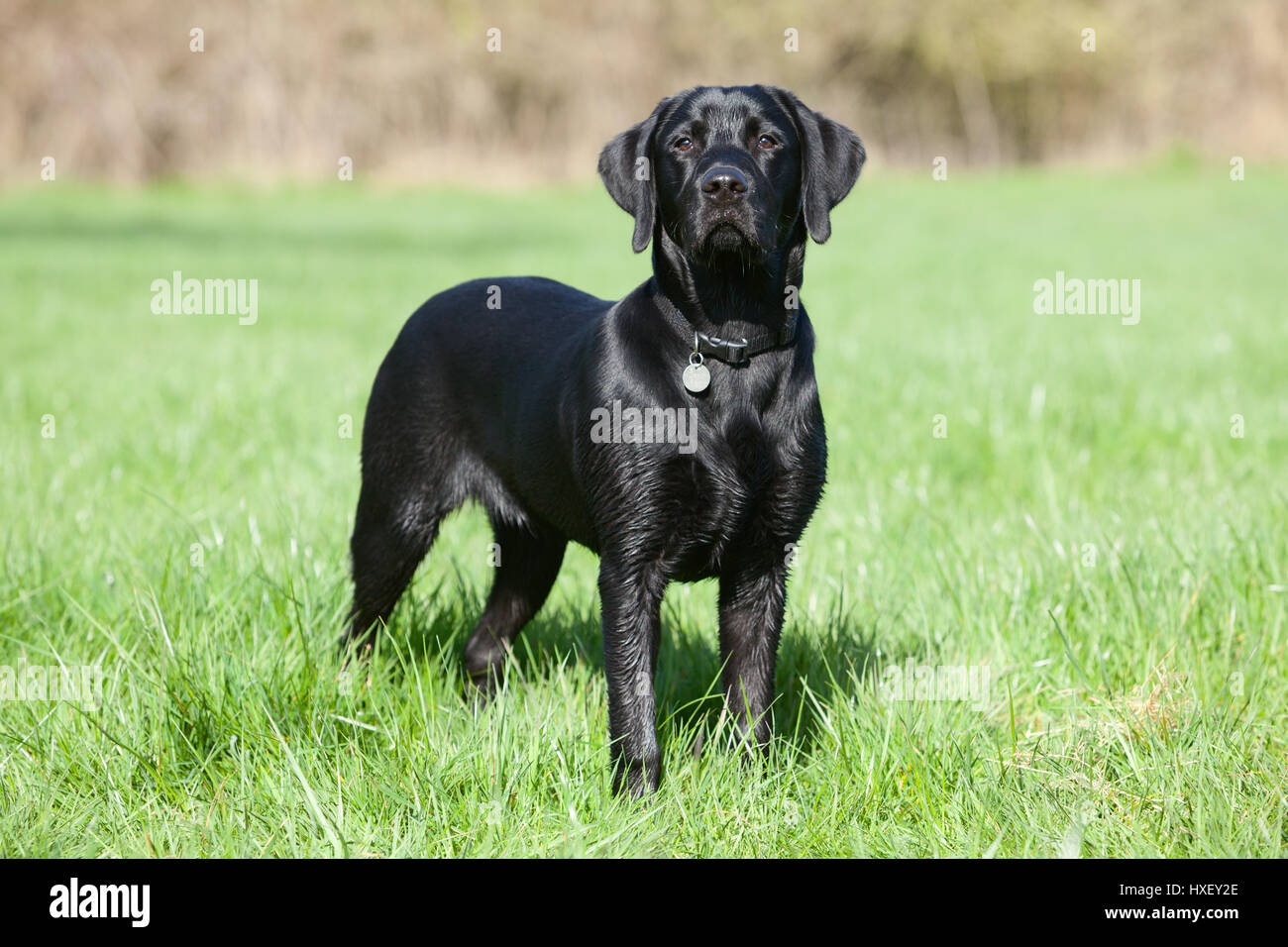 6 month old lab puppy 2025