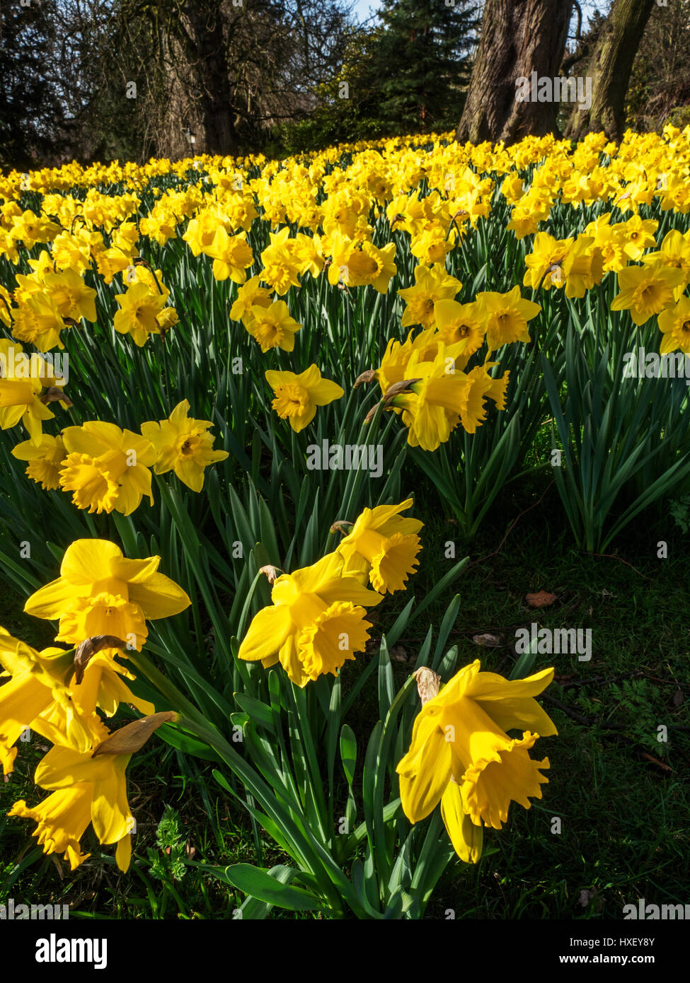 Daffodils in Museum Gardens in Spring York Yorkshire England Stock