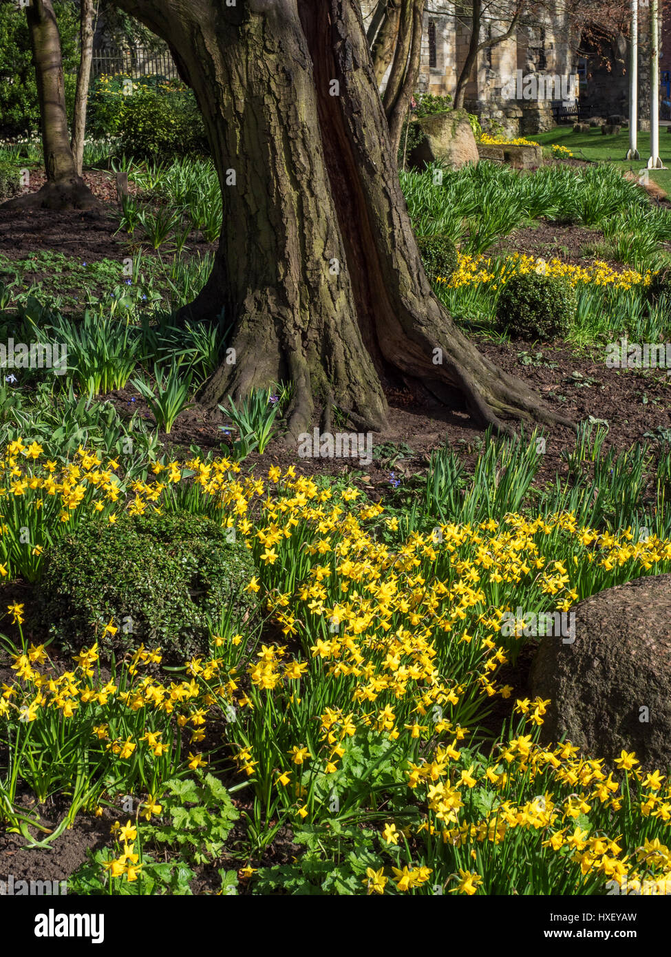 Daffodils museum gardens hires stock photography and images Alamy
