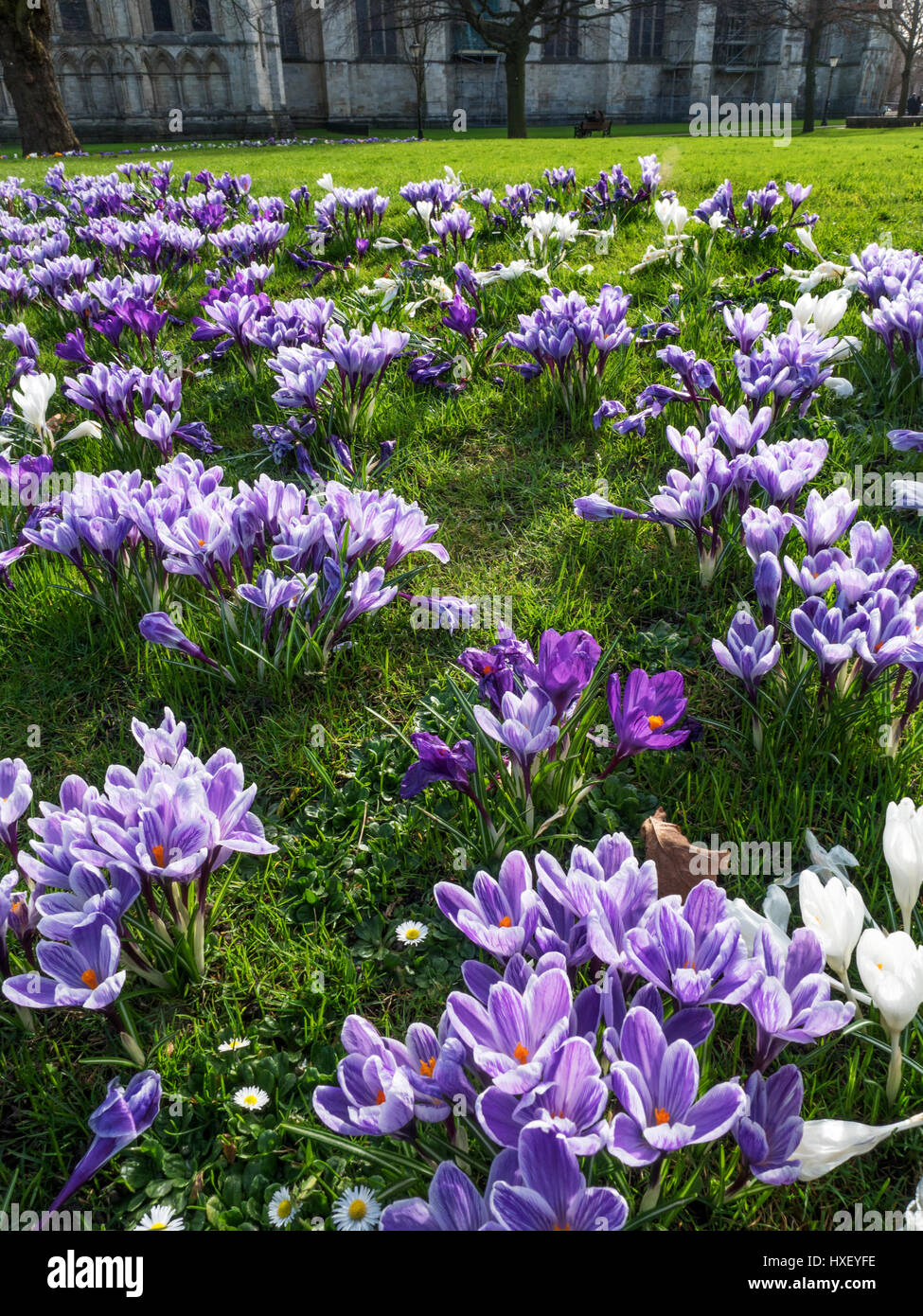 Crocuses in Spring near the Minster in Deans Park York Yorkshire England Stock Photo