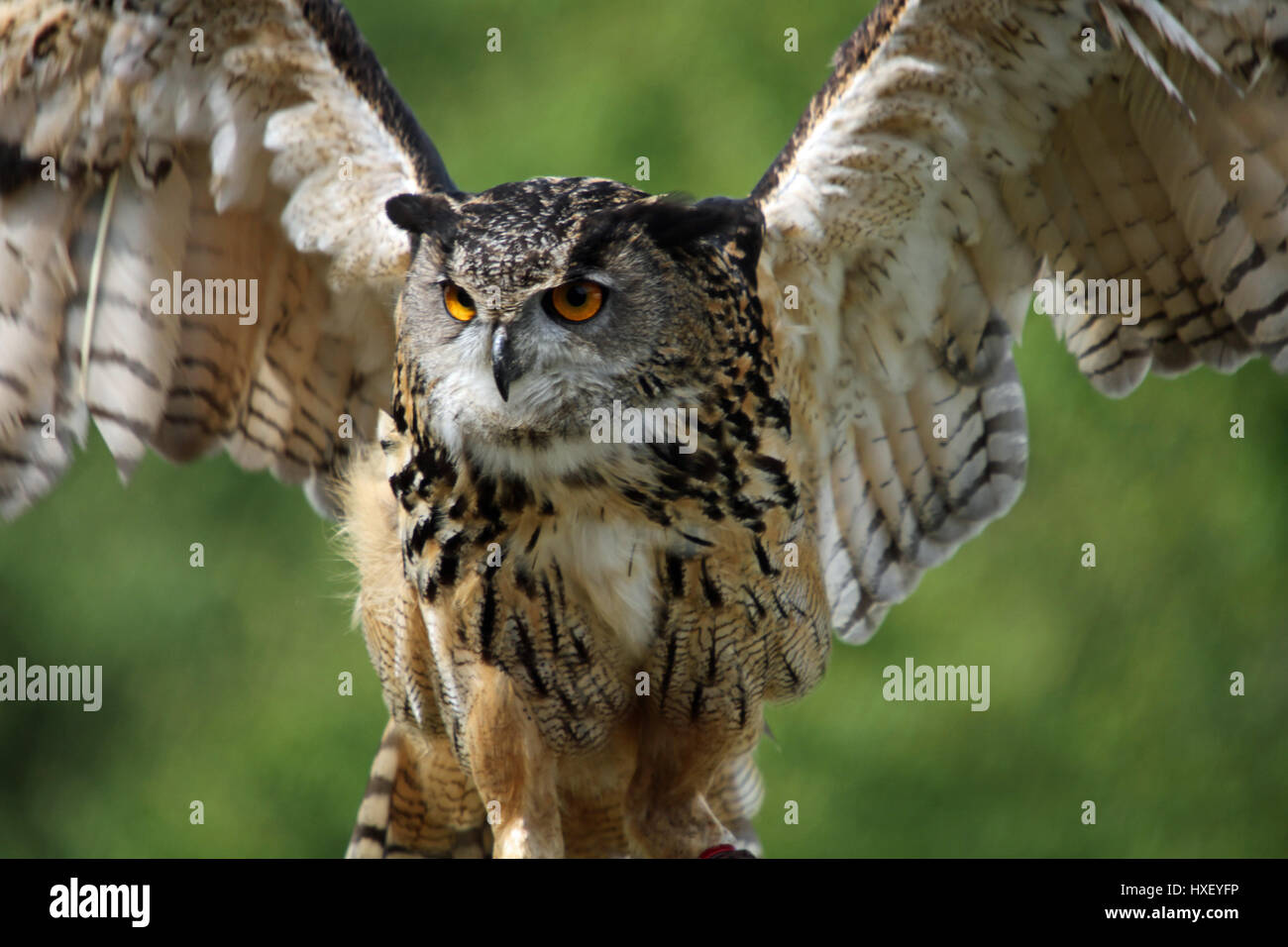 A magnificent Eagle Owl sitting on a perch flapping its wings Stock Photo