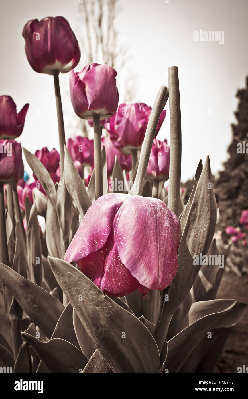 Broken tulips hires stock photography and images Alamy