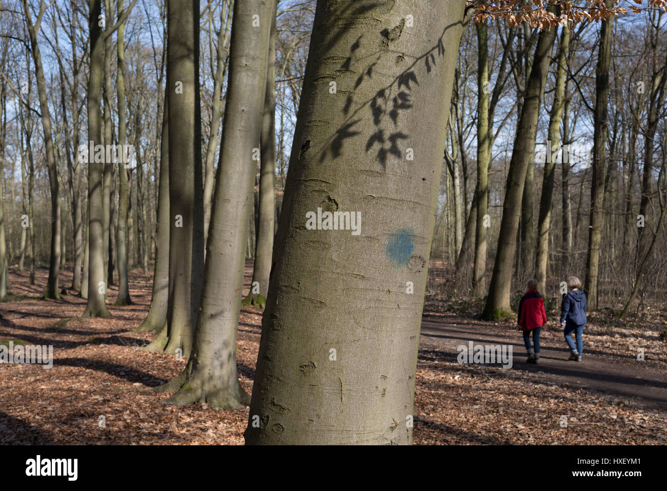 Walkers in woods that form part of the Foret de Soignes, on 25th March, in Everberg, Belgium. Forêt de Soignes or Sonian Wood is a 4,421-hectare (10,920-acre) forest that lies at the south-eastern edge of Brussels, Belgium. The forest lies in the Flemish municipalities of Sint-Genesius-Rode, Hoeilaart, Overijse, and Tervuren, in the Brussels-Capital Region municipalities of Uccle, Watermael-Boitsfort, Auderghem, and Woluwe-Saint-Pierre, and in the Walloon towns of La Hulpe and Waterloo. Thus, it stretches out over the three Belgian Regions. Stock Photo