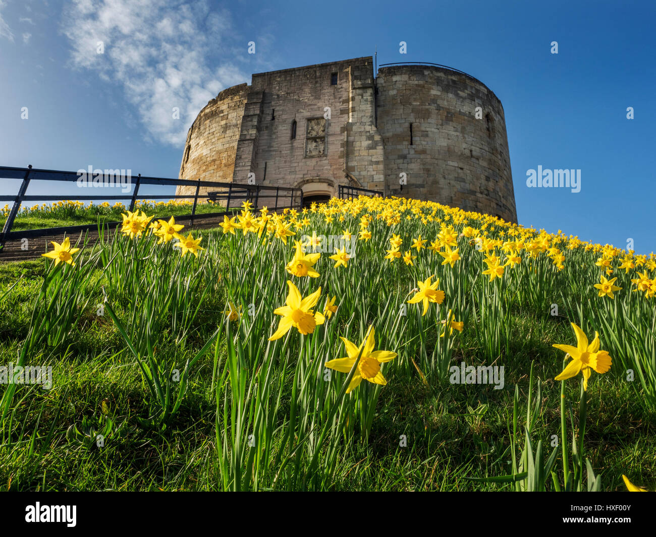 Daffodils on the Bank at Cliffords Tower in Spring York Yorkshire England Stock Photo