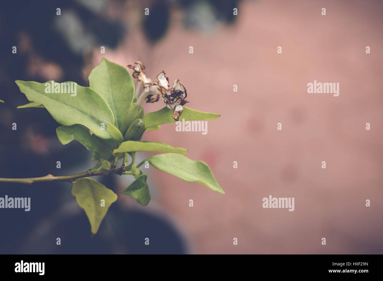 closeup of green leaves background Stock Photo - Alamy