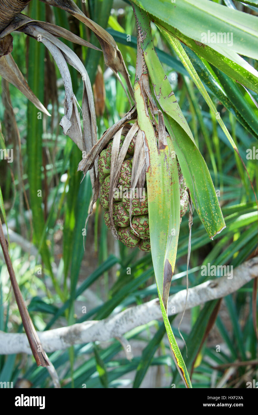 Pandanus Fruit, Pandanus tectorius, Pandanus Tree, Pandanus Screw Pine