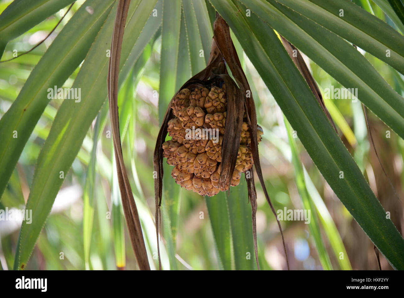 Pandanus Fruit, Pandanus tectorius, Pandanus Tree, Pandanus Screw Pine
