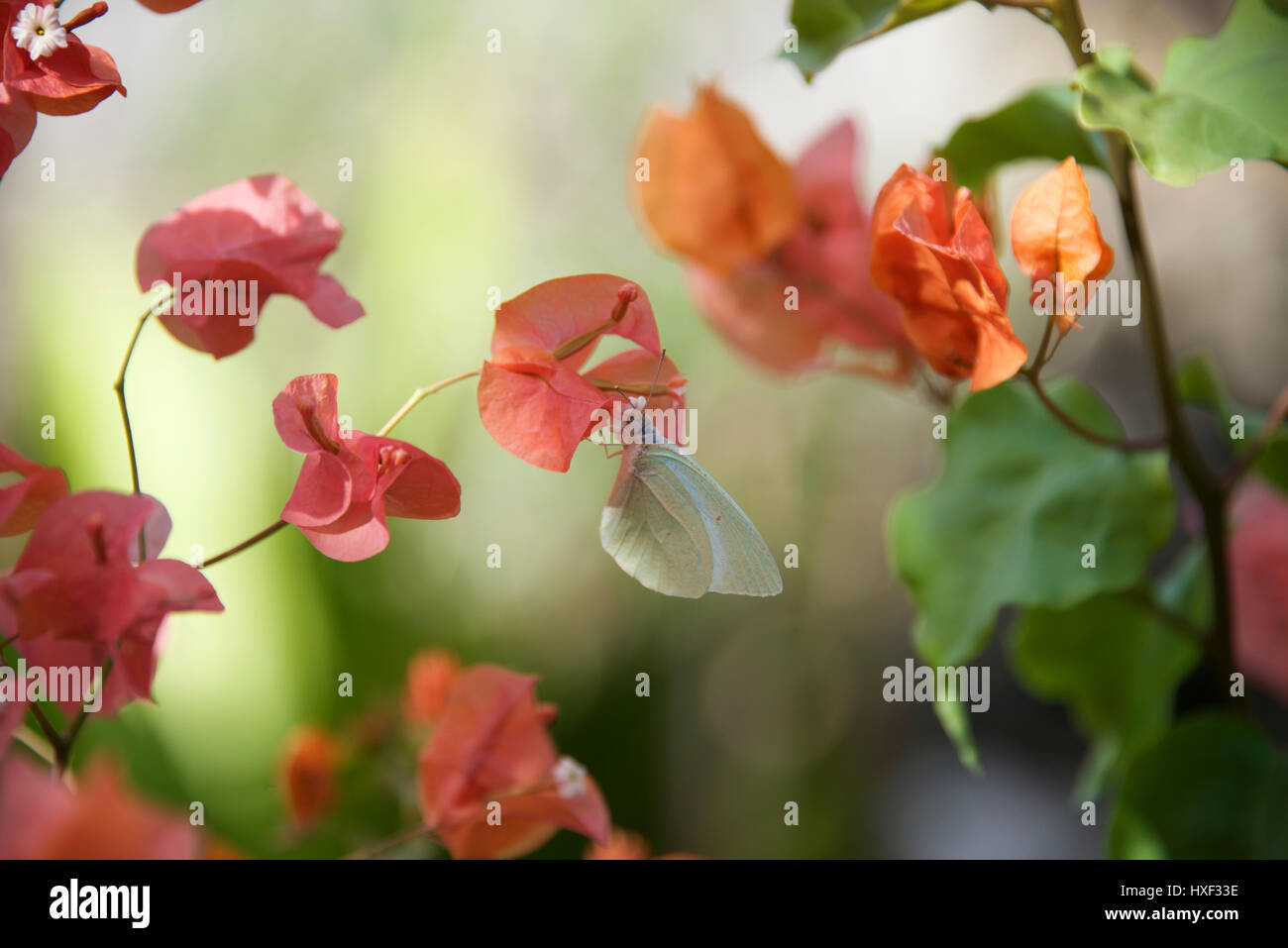 White butterfly on Bougainvillea, Matemwe, Zanzibar Island, Tanzania