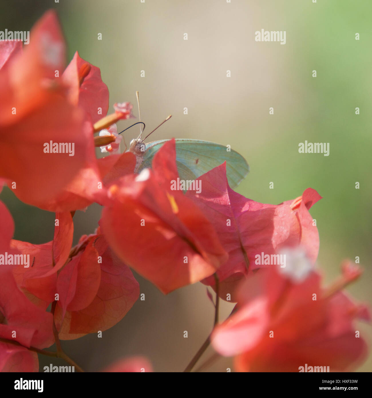 White butterfly on Bougainvillea, Matemwe, Zanzibar Island, Tanzania