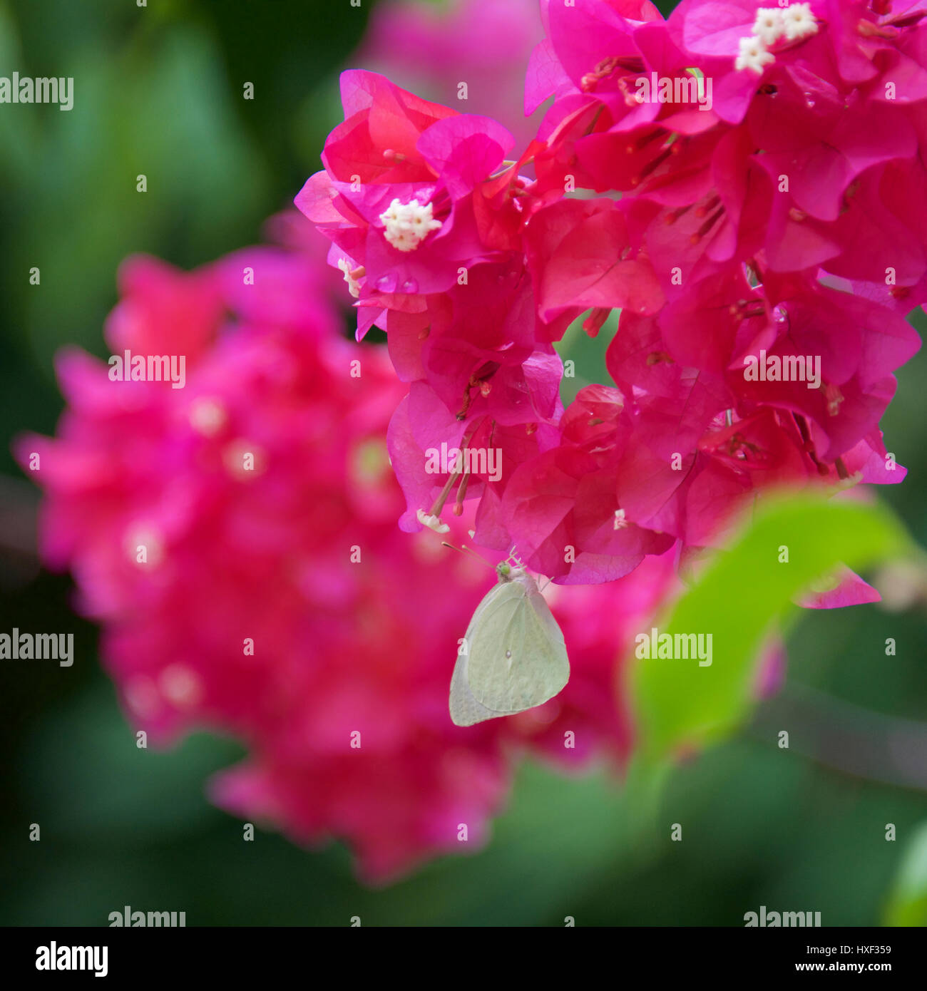 Tanzania butterfly hires stock photography and images Alamy