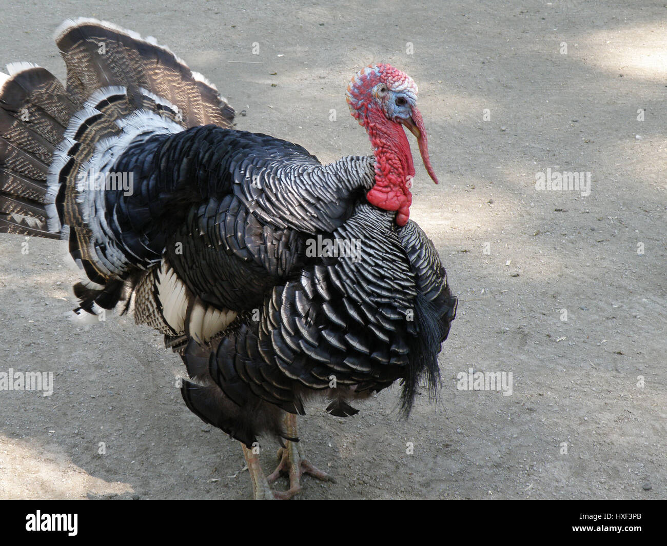 Mating plummage hi-res stock photography and images - Alamy