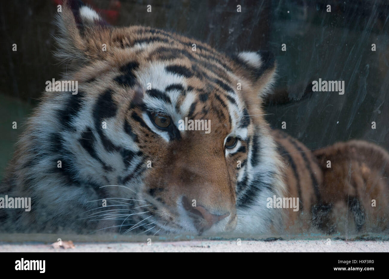 Picture of a sad tiger behind a dirty glass Stock Photo - Alamy