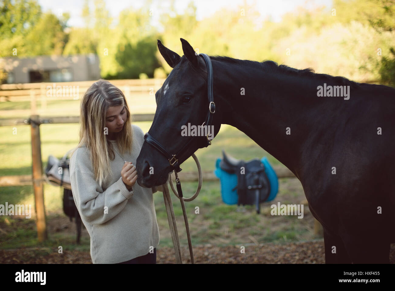 Woman petting horse in farm on a sunny day Stock Photo