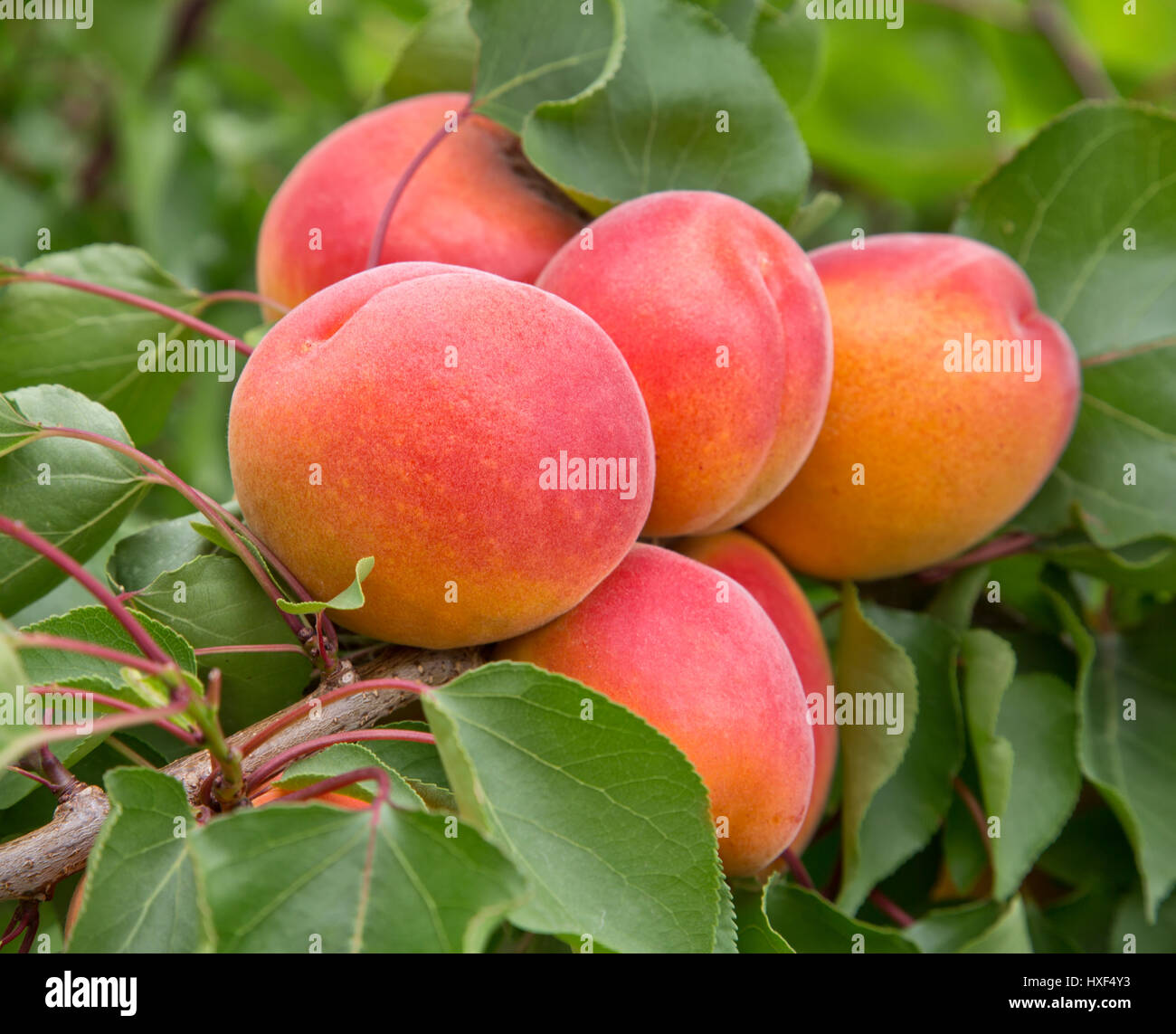 Apricots  'Robada' variety maturing on branch (Prunus armeniaca). Stock Photo