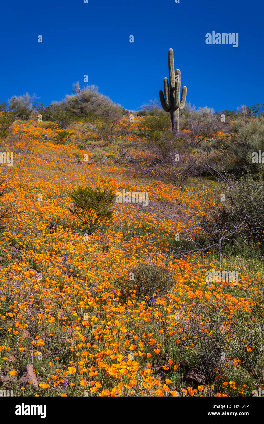 Mexican Gold poppies blooming in Peridot Mesa at the San Carlos Apache ...