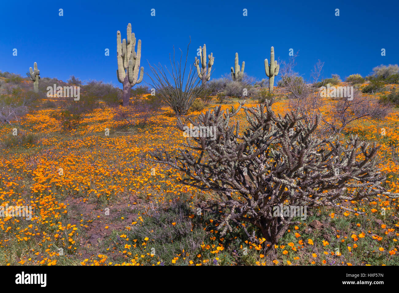 Mexican Gold poppies blooming in Peridot Mesa at the San Carlos Apache