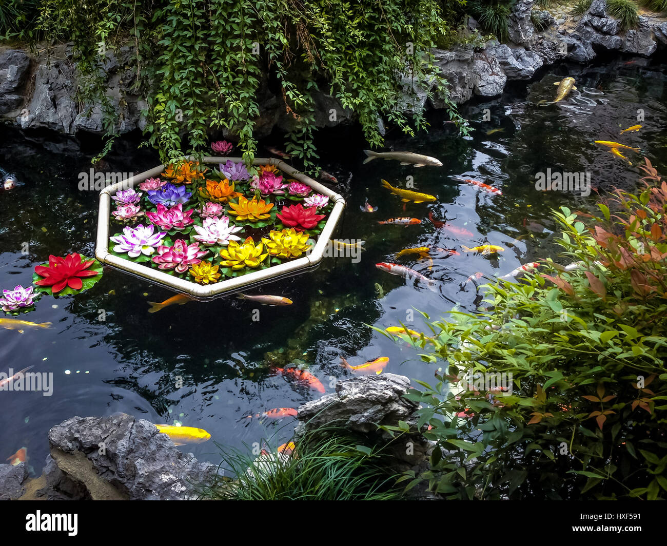 Lotus koi hires stock photography and images Alamy