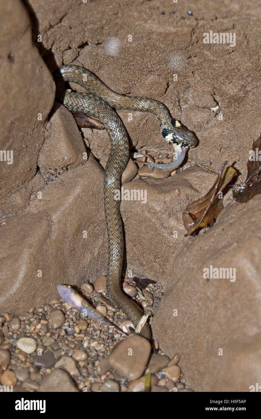 Snake to eat hires stock photography and images Alamy