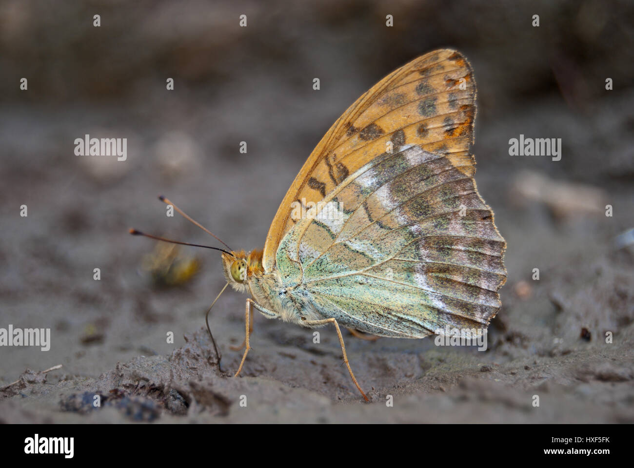 Silver-washed fritillary (Argynnis (ex Dryas) paphia) sucking minerals with its proboscis from a dried out pool. Stock Photo