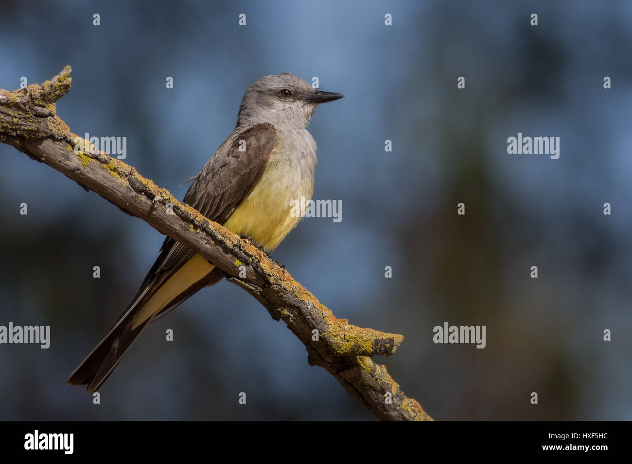 A Western Kingbird takes a break from building its nest to feed on insects from a perch. These stunning birds are spring visitors to the Western US. Stock Photo