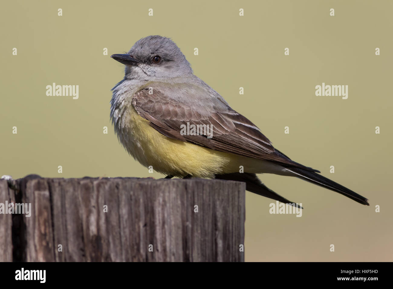 A male Western Kingbird takes a break from guarding his nest from parasitic cowbirds to feed on insects such as wasps, beetles, and butterflies. Stock Photo