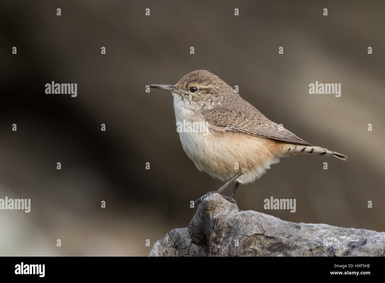 A friendly Rock Wren sits on a dead log while looking for insect prey. These bold birds are fun subjects and have energetic personalities. Stock Photo