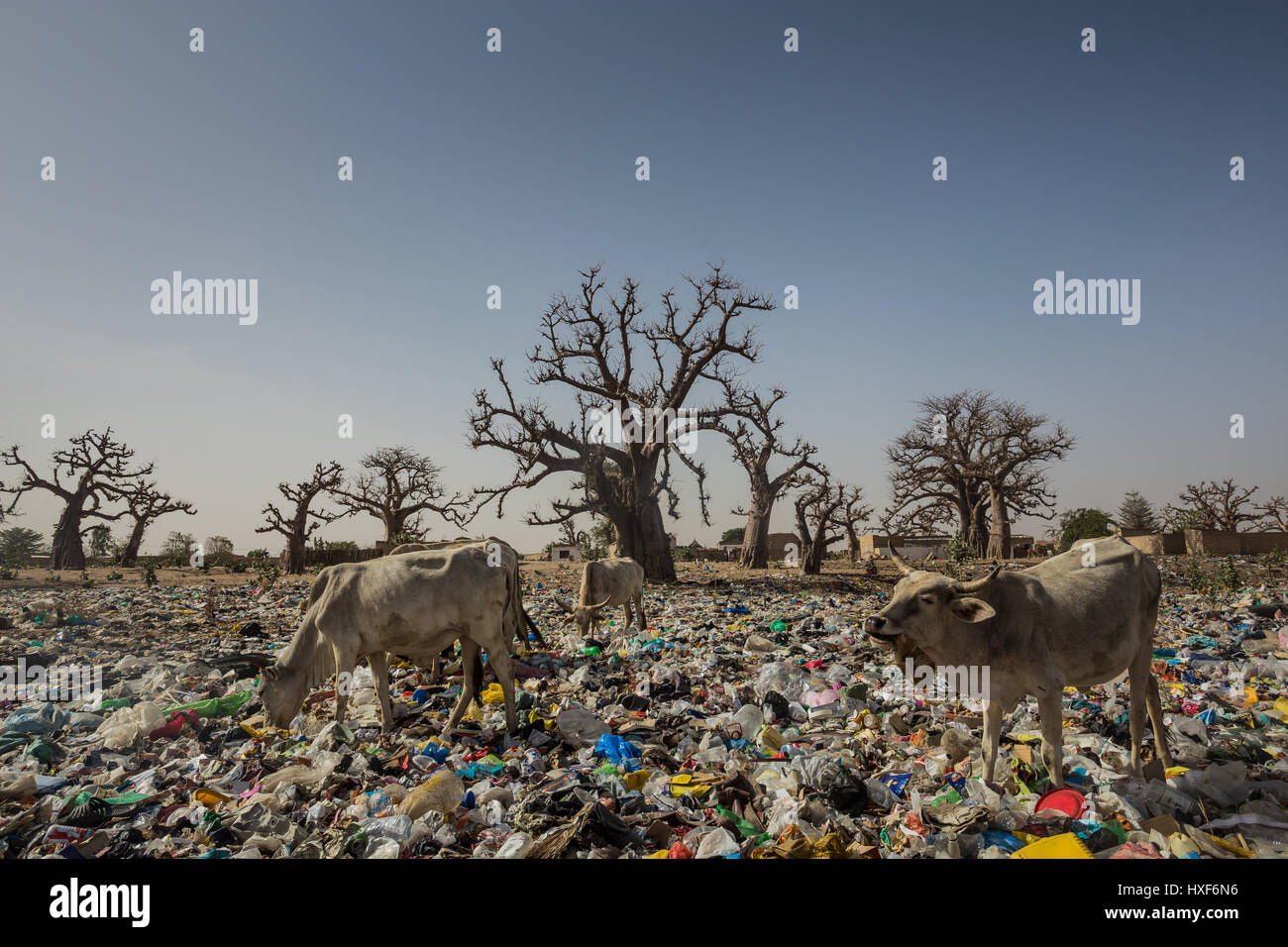 Cows are gazing on the land covered with plastic and paper garbage among the baobab trees Stock Photo