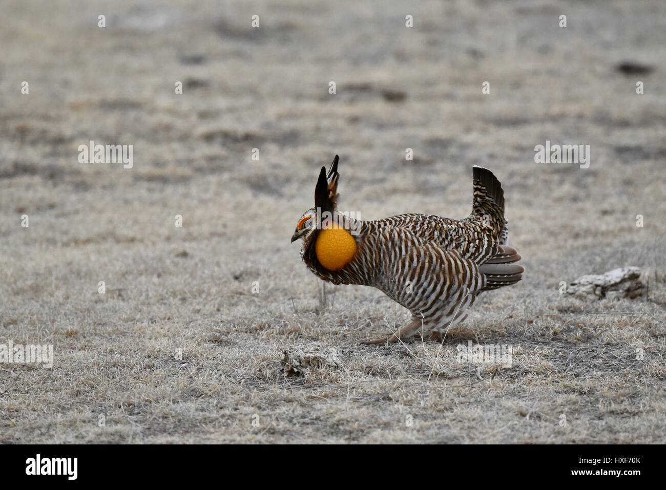 Greater Prairie Chickens (Tympanachus cupido) in early morning mating ritual at lek (gathering place) in McCook, Nebraska. Stock Photo